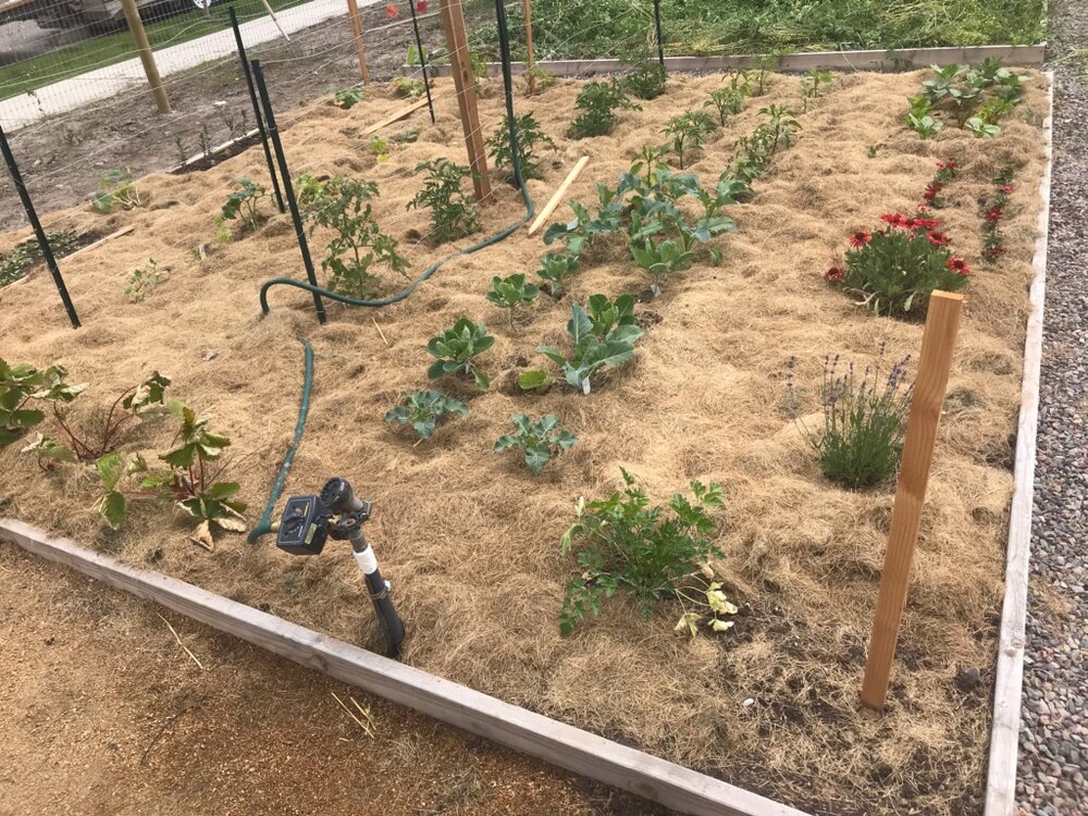 Image of Grass clippings as a groundcover mulch