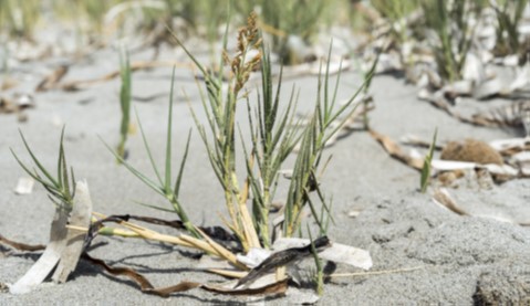 Planting vegetation, such as salt hay, can help reduce erosion of coastal dunes.