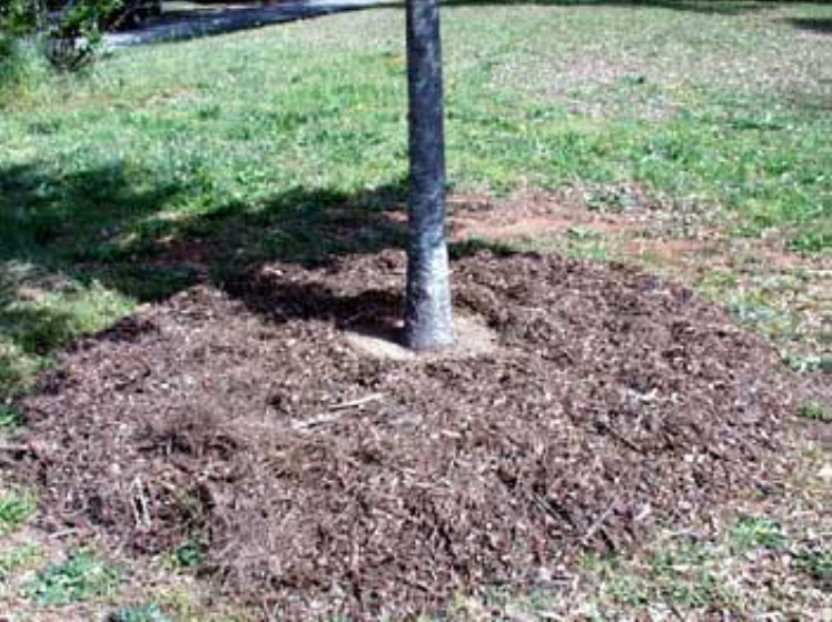 . Keep mulch away from trunk of the tree to allow air circulation at the root collar.