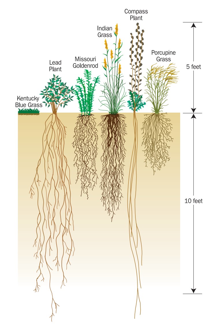 Корневые корни у каких растений. Корневая система петрушки. Глубина корневой системы. Поверхностная корневая система. Растения с поверхностной корневой системой.