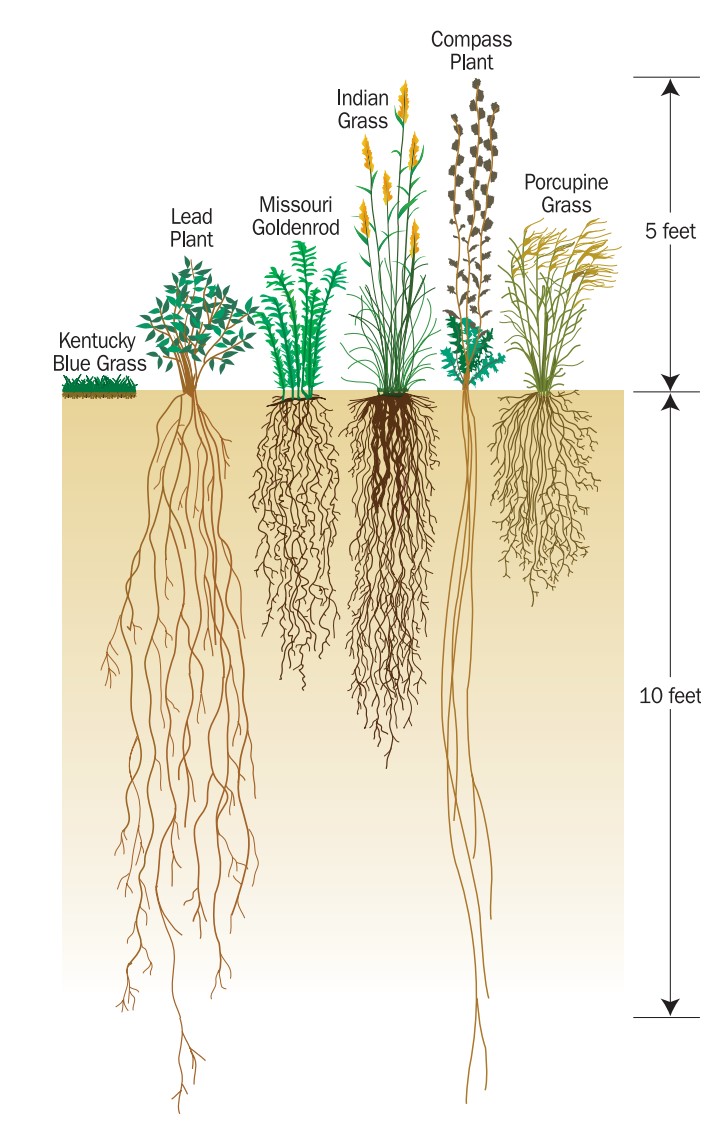 NativePlantsDeepRoots-C1-FinalGrade-FEMA511.jpg