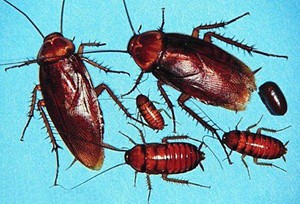 Pests like cockroaches can be found in every state in the country