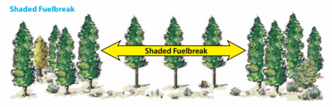 A shaded fuel break is created on forested lands when trees are thinned, tree canopies are raised by removing lower branches, and the understory vegetation is managed to reduce the fire threat.
