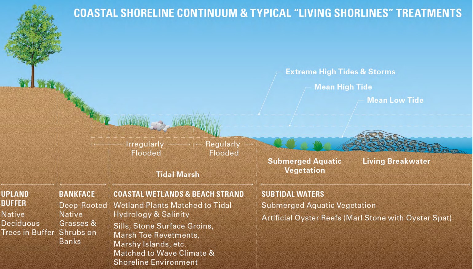 Planting deep-rooted native grasses and shrubs on the banks of shorelines can help reduce the effects of erosion on sandy slopes.