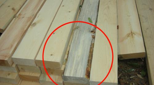 The board in the center of this photograph shows blue stain (not lumber mold), a discoloration of the wood caused by a fungus affecting the living tree, which did not harm the structural integrity of the wood.