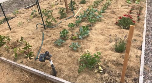 Right - Lawn clippings were placed evenly to create a layer of mulch around the garden.