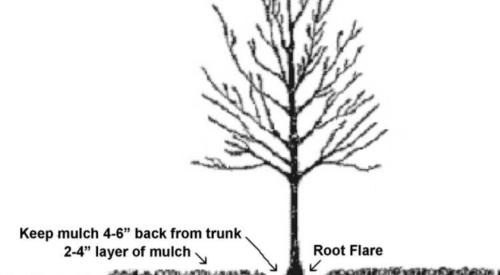 Right - This tree has been given space around the roots to allow for proper growth and expansion of the tree over time.