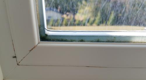 Wrong - Water has leaked into the window assembly and has not been able to drain out, possibly due to blocked weep holes; thus, mold and moss are growing in the window assembly.