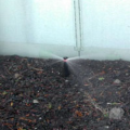 This sprinkler was placed too close to the house’s foundation wall.