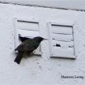 Birds may nest in unprotected vent openings