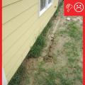 Wrong – There are no gutters installed and there is not a proper gravel bed located at the foundation