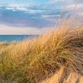 Encourage dune formation by installing sand fences or pallets and planting dune grasses.