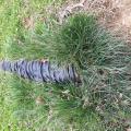 Wrong - Exterior drain pipe is exposed and thus subject to being crushed; also it has been allowed to fill with dirt and may be clogged, preventing perimeter drain pipe or downspouts from draining.