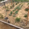 Right - Lawn clippings were placed evenly to create a layer of mulch around the garden.