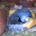 Wrong – This exhaust fan duct is wrong on several counts: it uses flex duct rather than smooth round metal duct as required by the IRC, the duct terminates inside of the wall assembly instead of outside, the opening is not large enough, and the end is crushed thus severely limiting air flow.