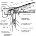 Ice dams formed by melting of snow on roofs can affect roofs, walls, ceilings, siding, and insulation. 