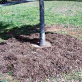 Keep mulch away from trunk of the tree to allow air circulation at the root collar.