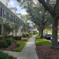 These trees were planted between the sidewalk and the street, providing shade to homes, pedestrians, parked cars, and the street.