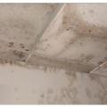 Wrong - Leaks in the roof sheathing can allow water to get in and wet the drywall, providing fertile ground for mold.