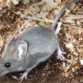 Mice can be eliminated from the home by using integrated pest management