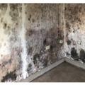Wrong - Mold can spread rapidly in flood damaged homes if materials aren't dried quickly.