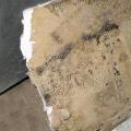Mold on drywall