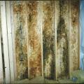 Mold on OSB sheathing