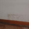 Mold on wall, baseboard, and carpet