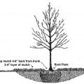 Right - This tree has been given space around the roots to allow for proper growth and expansion of the tree over time.