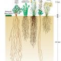 Some species of native prairie plants have much deeper root systems than Kentucky blue grass, increasing the ability of those plants to retain and filter stormwater