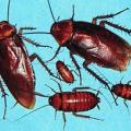 Pests like cockroaches can be found in every state in the country