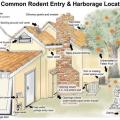 Common points of rodent entry and infestation around a home