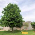 Shade trees planted on the east or west sides of a house are one of the most effective measures that can be taken to reduce heat gains