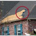 Shingle blow-off often starts at the eaves, as shown here after exposure to 115-mph hurricane winds. 
