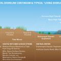 Planting deep-rooted native grasses and shrubs on the banks of shorelines can help reduce the effects of erosion on sandy slopes