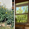 Tall annuals, like the sunflowers in this picture, can provide very effective shade in summer (left), provide a pleasant view from inside (right), and allow sun into the home in winter when the plants die back