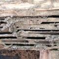 This window frame shows extensive termite damage
