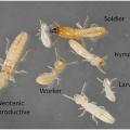 Termites of various castes and stages of development