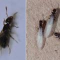 Examples of ant swarmer on left and termite swarmers on right