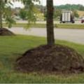 Wrong - Volcano mulching harms trees and wastes mulch by piling it up the trunk of a tree where moisture can cause rot.
