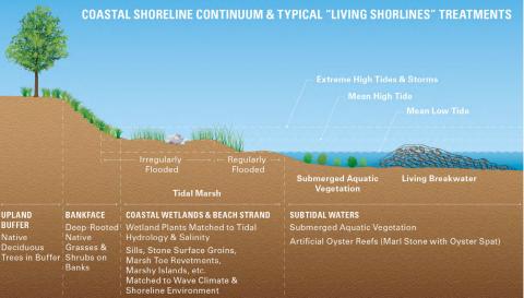 Planting deep-rooted native grasses and shrubs on the banks of shorelines can help reduce the effects of erosion on sandy slopes