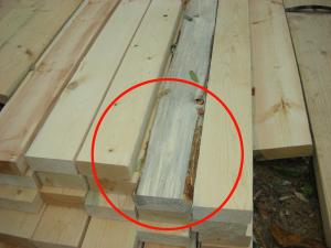 The board in the center of this photograph shows blue stain (not lumber mold), a discoloration of the wood caused by a fungus affecting the living tree, which did not harm the structural integrity of the wood.