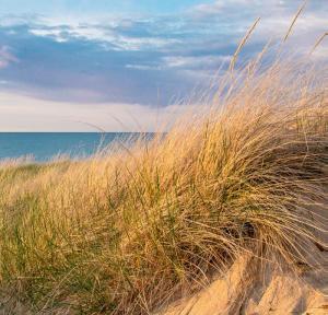Encourage dune formation by installing sand fences or pallets and planting dune grasses.