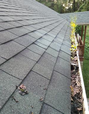Wrong - Gutters should be regularly cleaned or covered with screening to prevent accumulation of leaves, seeds, and woody debris, which can provide fuel for forest fires or nesting materials for animals.