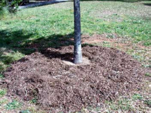 Keep mulch away from trunk of the tree to allow air circulation at the root collar.