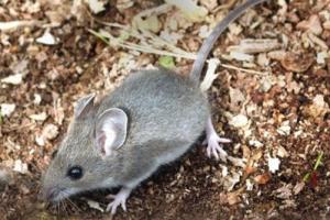 Mice can be eliminated from the home by using integrated pest management