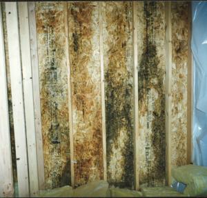 Mold on OSB sheathing