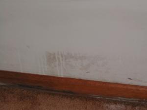 Mold on wall, baseboard, and carpet