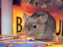 The last thing any homeowner wants to see is a mouse or rat in the house