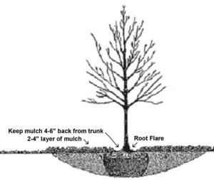 Right - This tree has been given space around the roots to allow for proper growth and expansion of the tree over time.